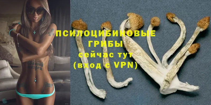 Галлюциногенные грибы GOLDEN TEACHER  купить  сайты  Скопин 